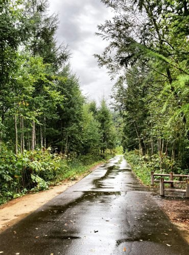 Scenic wet pathway surrounded by lush green forest after rain in Biei, Hokkaido.
